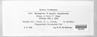 Hyalopsora aspidiotus image